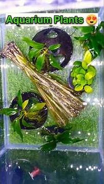 Bunnycart 🐰 Aquarium Plants unboxing ✅ 😍#bunnycart #aquticplants #plants #anubias #Vallisneria