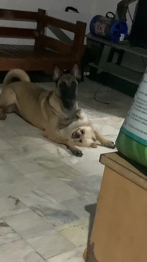 Adorable Gizmo: The Night Changes