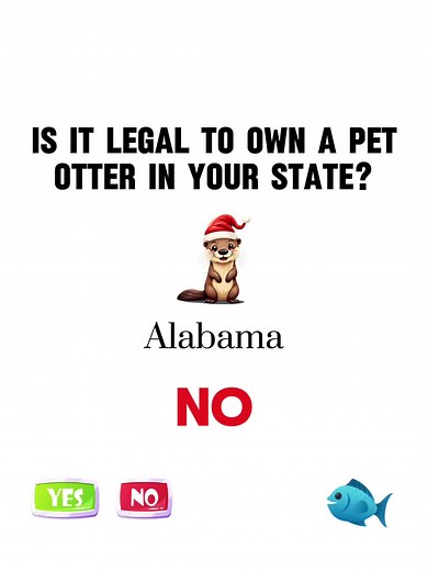 Understanding Pet Otter Legality in All 50 States