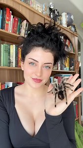Baby Curly Hair tarantula vs. Adult Curly Hair tarantula The only critter I picked up at Tinley was this Curly Hair spiderling. I don’t have any other duplicate species of such drastic size difference so I just had to show you guys! Ib: @insecthaus_adi | inspireexotics
