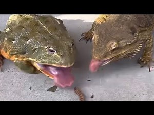 ☆ Frog and lizard！Pleasant feeding. African bullfrog & bearded dragonカエルとトカゲ愉快な餌やり No edit version .