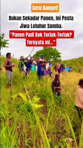 GEILA SUMBA: Tradisi Unik Potong Padi Sambil Bersorak Adat #sumba #marapu #budaya #tarianntt