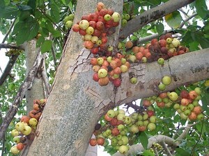Ficus racemosa - Alchetron, The Free Social Encyclopedia