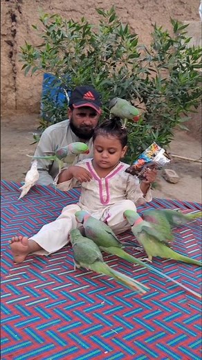 how to take care of baby parrot at home#parrots