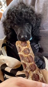 10K views · 322 reactions | A Star Is Born @newyorkpoodlebrothers  #thepoodlesworld #poodle #minipoodle #miniaturepoodle #miniaturepoodlesofinstagram #cutepoodle #poodlepuppy #poodlelove #blackpoodle #poodlesofinstagram #standardpoodle #poodles | Poodles World | Facebook