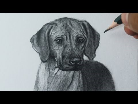 How to Draw a Dog Rhodesian Ridgeback