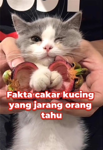 Fakta cakar kucing yang jarang orang tahu#kucingindonesia #kucinglucu #Kucing #tipskucing