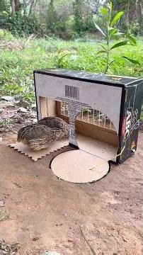 Beautiful Unique Quick Quail Trap Using Cardboard Box #youtubeshorts