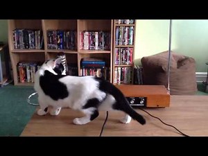 Cat Plays Theremin 2