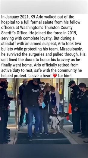 Heroic K9 Arlo Gets Hero's Salute After Taking Bullets for His Team ❤️