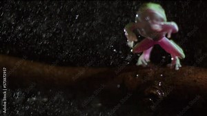 Extreme slow motion tree frog jump in the rain