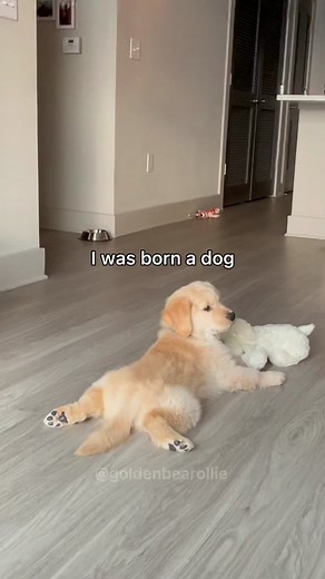 Ollie🐻‍❄️ & Paloma🙋🏻‍♀️🇵🇪 (@goldenbearollie) - I'm Just a Baby Golden Retriever