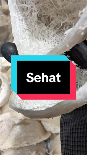 Manfaat Sarang Walet: Beli Sesuai Kebutuhan