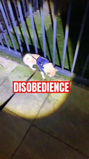 TOBY DOES NOT WANT TO GO HOME #tobycammm #short