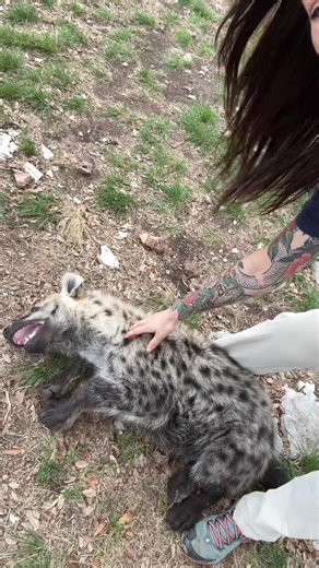 Experience the Adorable Hyena Encounter!
