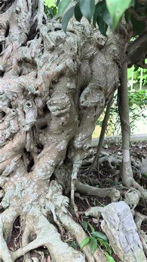 High-quality traditional bonsai for your viewing pleasure