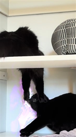 God gave Norman eye issues to nerf him because we aren’t ready for that level of power (he’s doing just fine as you can see lol) #cat #fyp #catsoftiktok #funny