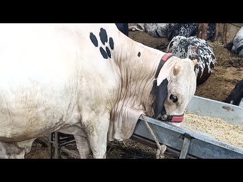New Karachi Ayub Goth Cattle Farm LIVE 🔥 Aaj ke Zabardast Rate | Qurbani Janwar 2026