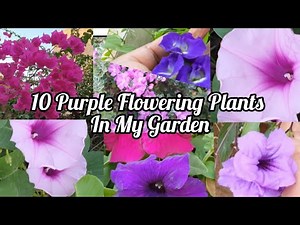 10 Purple Flowering Plants In My Garden / Purple Colour Flowers Name / baingni rang ke phool