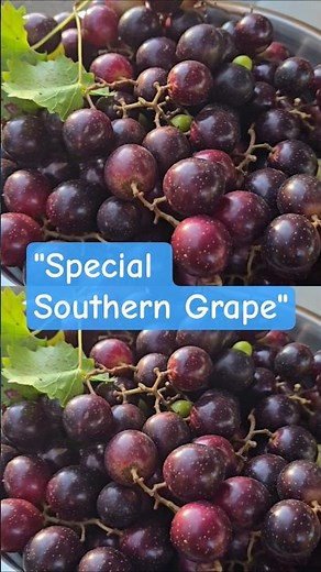 Why Muscadine Grapes 🍇 are so special