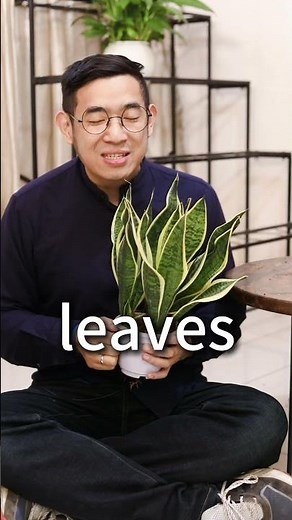 How to trim a snake plant?