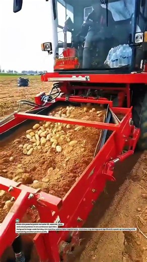 Potato Harvester in Action! Massive Harvest Efficiency 🚜🥔 #PotatoHarvest #FarmTech #Agriculture