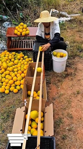 Genius DIY Fruit Sorting Machine! Simple Farm Tool That Speeds Up Harvesting – Satisfying Sorting