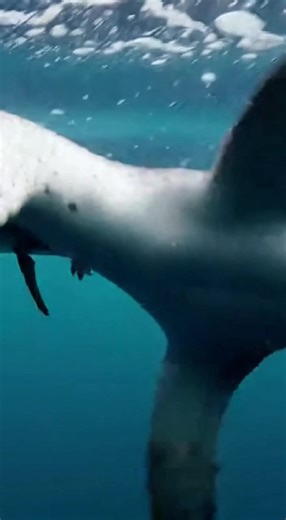 Beneath Antarctic ice, a LEOPARD SEAL locks onto a swimming GENTOO PENGUIN, exploding forward in a sudden burst and clamping its jaws around the penguin as the water fills with bubbles and frantic movement. The two spin and twist in a relentless underwater struggle, the penguin flapping desperately while the seal drags it deeper into darker water. At the peak of tension, a massive ORCA surges up from below and slams into the seal with overwhelming force, scattering bubbles and breaking the grip,