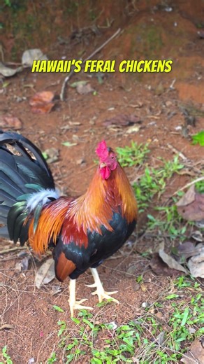 Hawaii’s Feral Chickens 🌴 Hawaii John