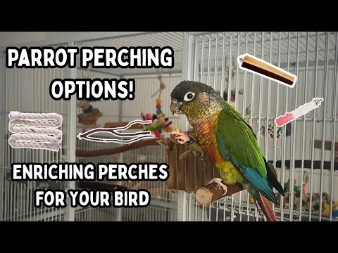 Parrot Perching Options - Enriching Perches For Your Bird | TheParrotTeacher AD