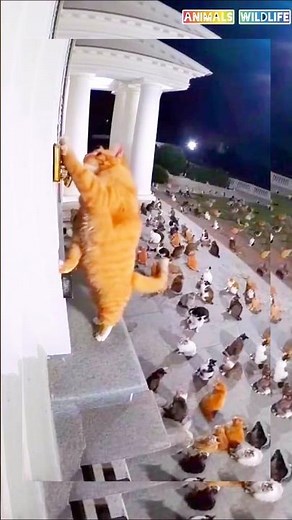 cat funny viral ringing #shorts #animals #funny