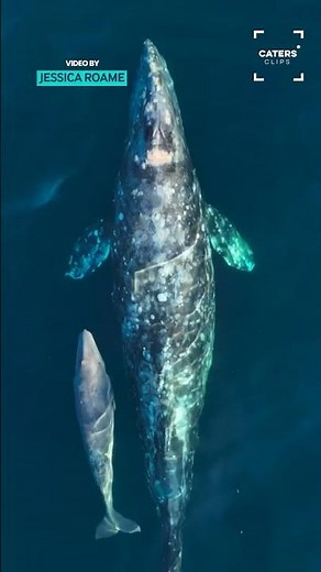 😍Gray Whale Mum And Calf Migration