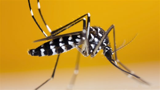 Are tiger mosquitoes coming to Ireland?