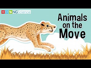 Animals On the Move