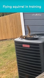 7.5M views · 10K reactions | His flying squirrel training is paying off! (VIA-Seth B) | The Pet Collective | Facebook