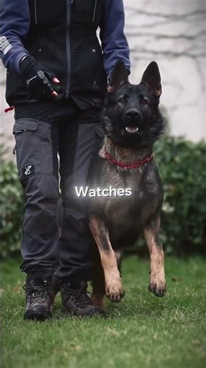 Pitbull vs German Shepherd — Who Really Wins?