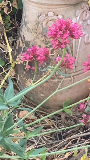 Yay ! Another hummingbird hawk moth ! I really love these little creatures . Definitely a new addition to my garden . | Midlands Storm Chasers U.K