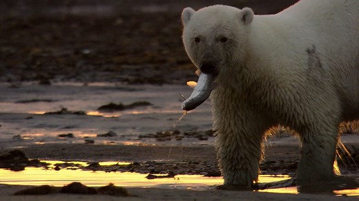 A polar bear hunting for fish in the Russian arctic | Britannica