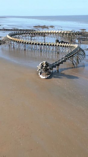 74 reactions | HUANG YONG PING • Huang Yong Ping’s “Serpent d’océan”...