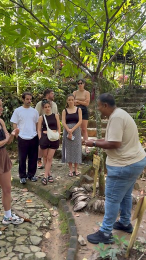 260K views · 6.1K reactions |  The Magic of Curry Leaves in Sri...