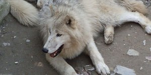 A pack of wolves helped this woman recover from PTSD