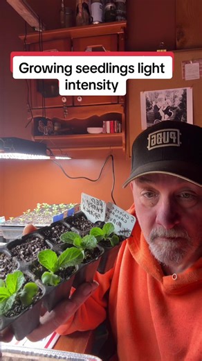 Managing Light Intensity for Healthy Seedlings