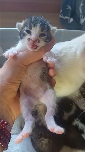 Meet Our First Newborn Kitten – Tiny, Sweet, and Perfect! 🐱 #1