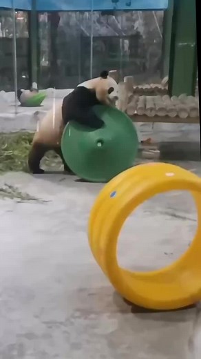 TikTokでpandaparadise90さんをチェック！