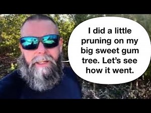 I did a little selective pruning on the sweet gum tree! How did it go? 🌳🍁🌺