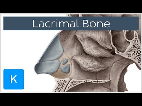 Lacrimal bone - Location & Structure - Human Anatomy | Kenhub