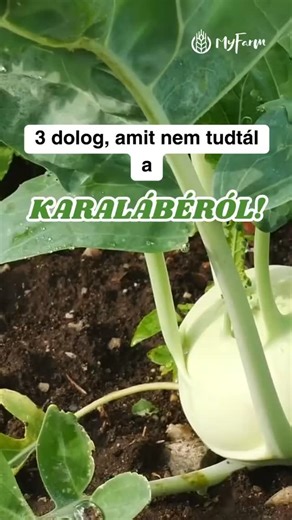 MyFarm on Instagram: "Te tudtad?🧐 #karalabe #antioxidants #tudtad #erdekessegek"