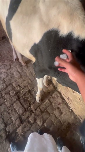 Intramuscular injection #cow #pharmafarm #farming #veterinarypharmacist #veterinarypharmacist
