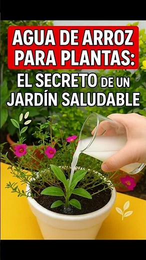Rice Water for Plants: The Secret to a Healthy Garden