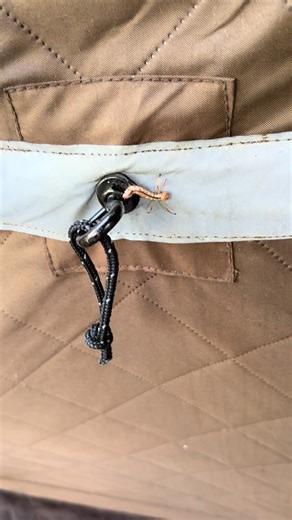 夏の虫の名前特集